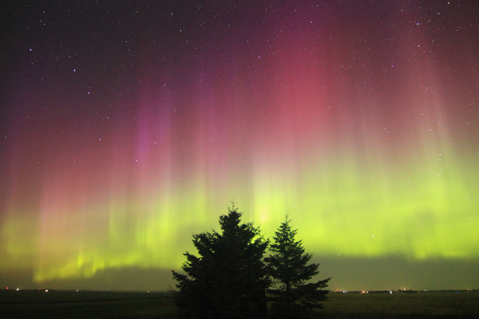 Aurora Borealis: vivid purple pillars above a green band, with two pines in the foreground