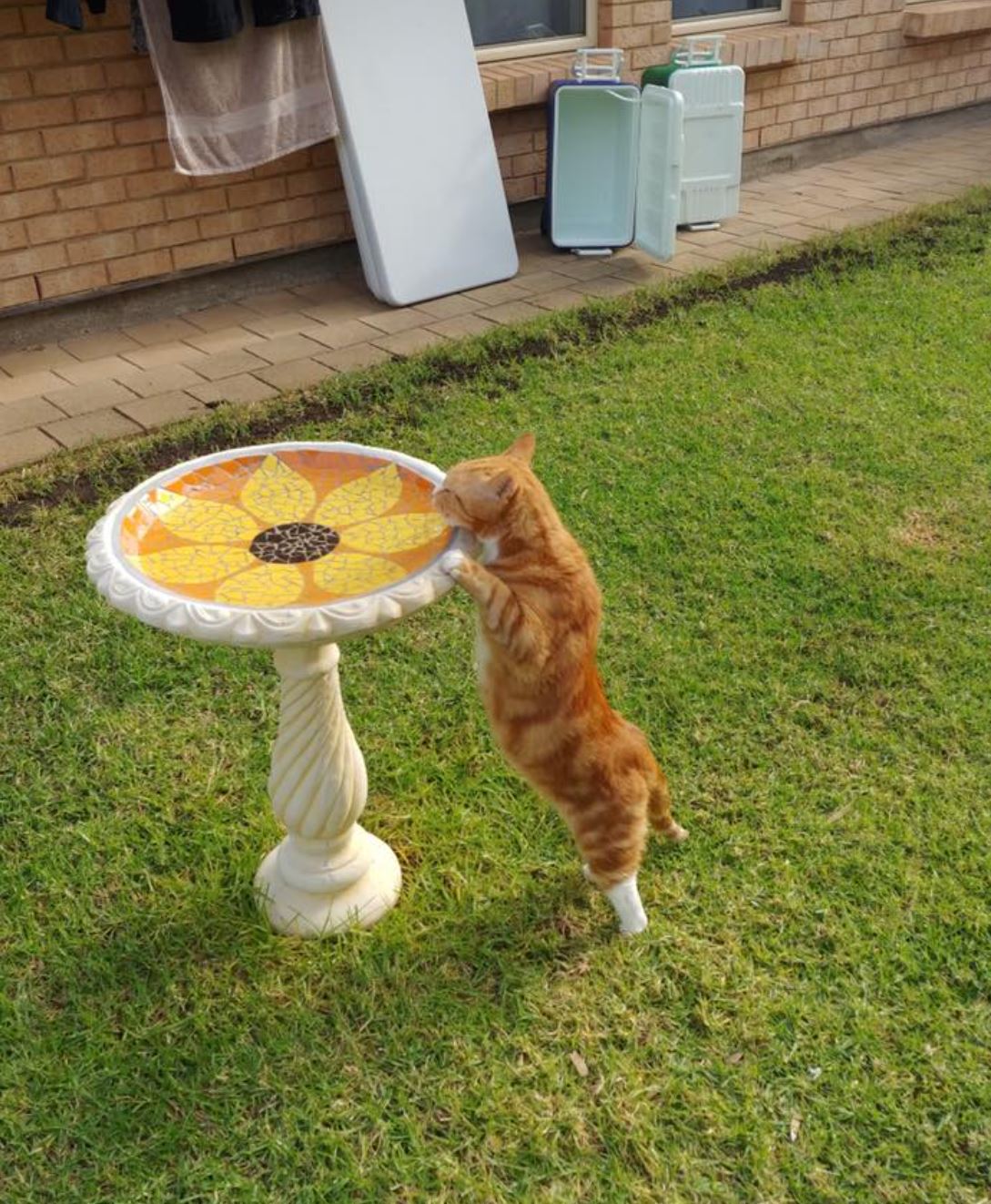 No birdscaping here!