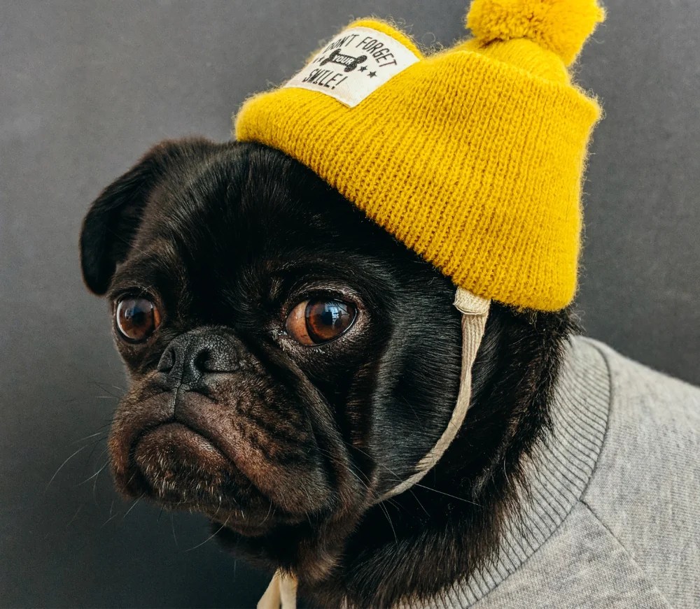 Home PawPrints PetCamp