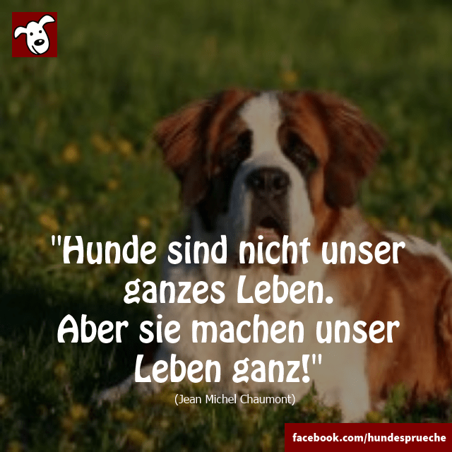 Hundesprüche On Twitter: "Mehr Hundesprüche Auf ▻▻▻ Http://T.co/4Tlln1Fc1P ​ #Hund #Hunde #Hundebild #Hundesprüche #Zitat #Dog Http://T.co/Qqjexyhr54" / Twitter 640_x_640_png