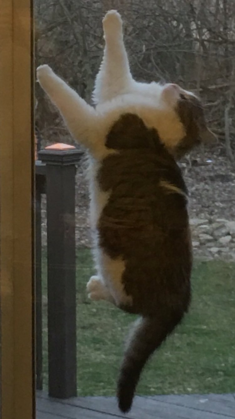 Power drill regular drill bi. dylan on Twitter: "MY CAT GOT STUCK BETWEEN THE GLASS DOOR