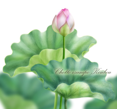 蓮の季節ですね♪水面に映る蓮の絵 │ おさんぽ工房 Flower Art