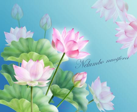 蓮の季節ですね♪水面に映る蓮の絵 │ おさんぽ工房 Flower Art