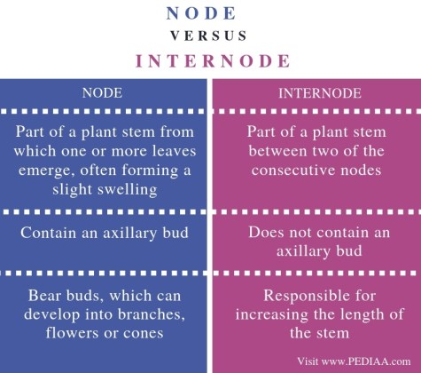 What is the Difference Between Node and Internode - Pediaa.Com