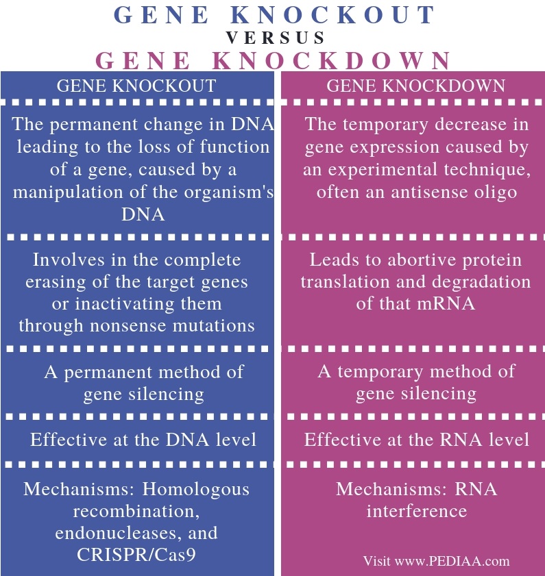 Gene knockout is a molecular biology method used to study the function of genes by removing the gene and observing the effects on the cell . What Is The Difference Between Gene Knockout And Knockdown Pediaa Com