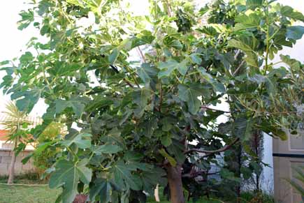 · deja una distancia de 20 cm entre plantas de fresones y 10 cm si plantas fresas. Los higos, fruto de verano - Pepekitchen