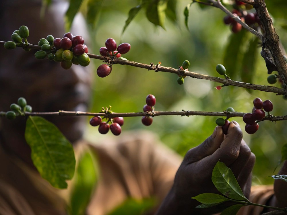 - Healthy Brew Hub A man harvests coffee cherries from branches.