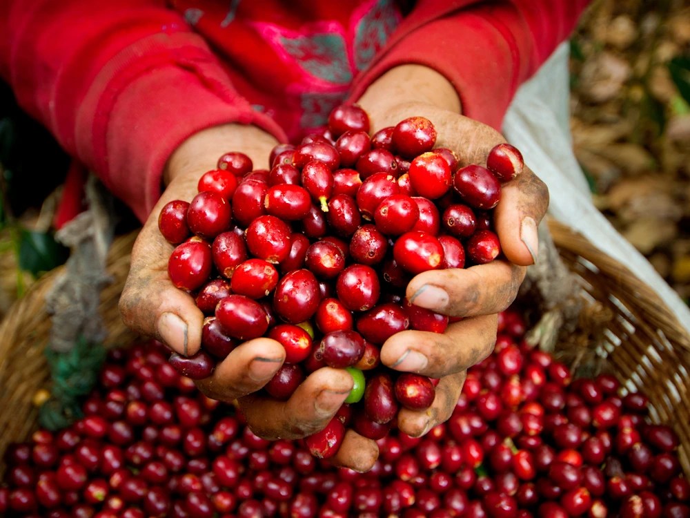 Coffee News Recap, 14 Feb: Arabica futures fall most in two months but rebound to US .40/lb, Panama Gesha sells for over US ,000/kg at the Dubai Coffee Auction & other stories