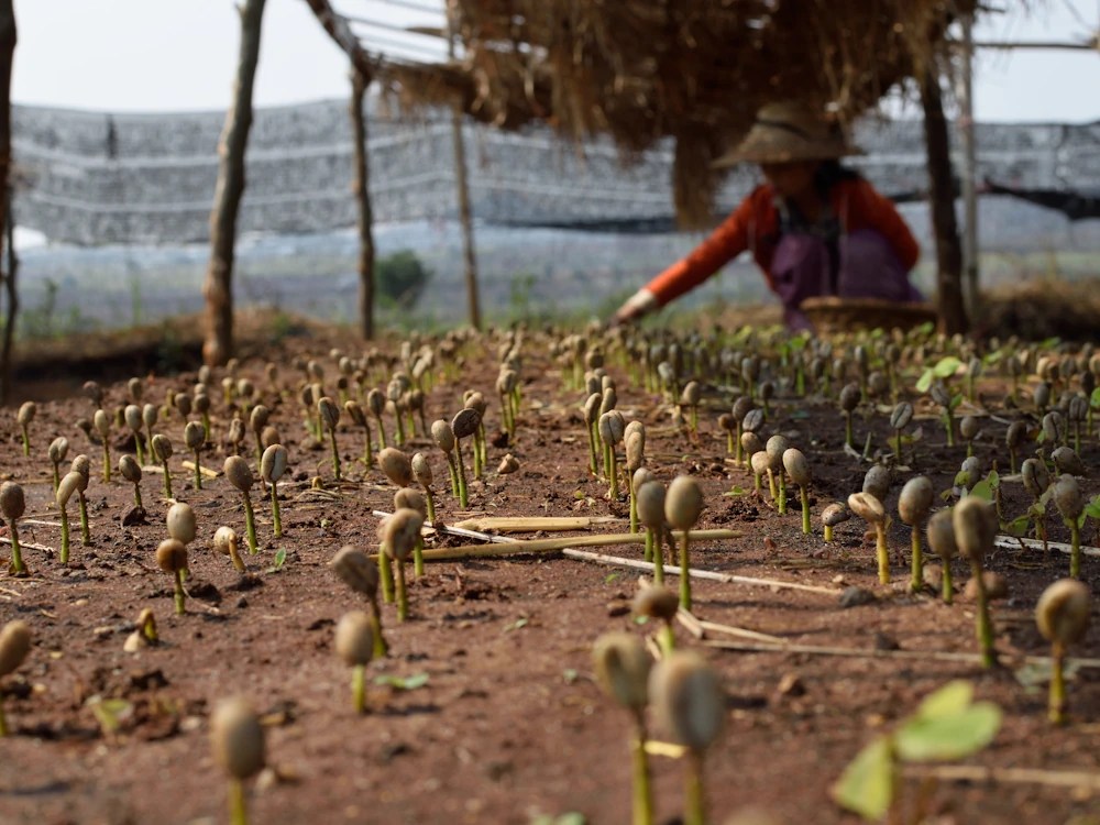 - Healthy Brew Hub Coffee producer Moe Htet tends to seedlings.