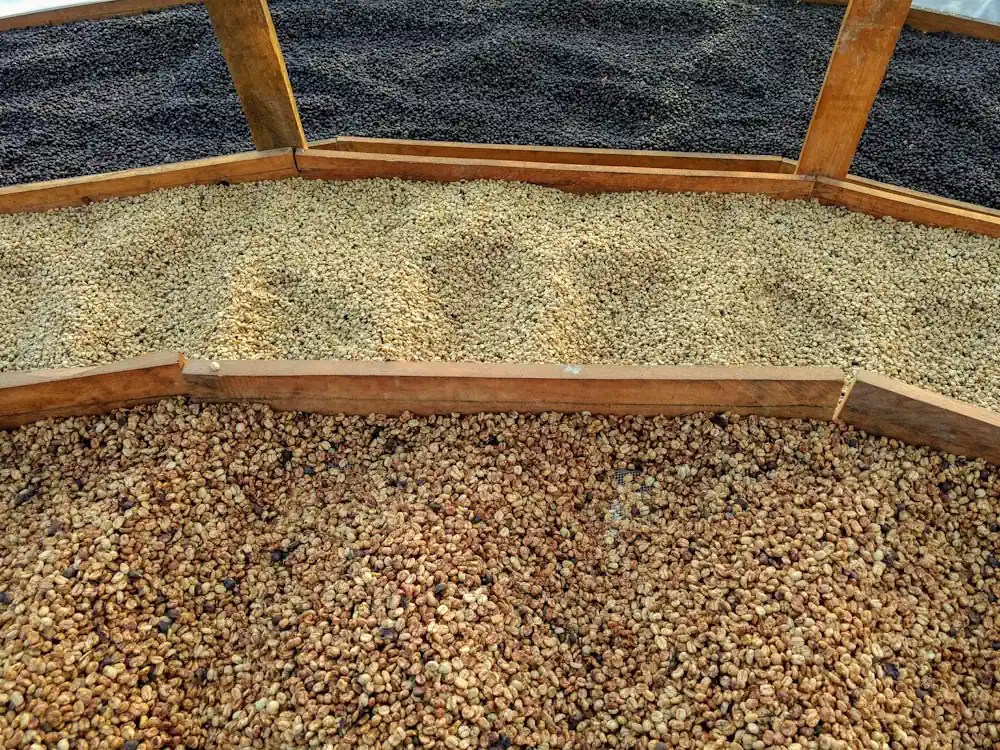 - Healthy Brew Hub Three different types of coffee.