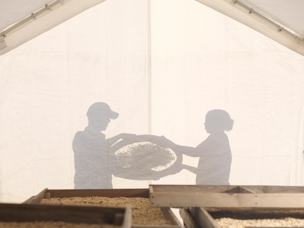 - Healthy Brew Hub Two coffee farmers sort cherries using a sieve.
