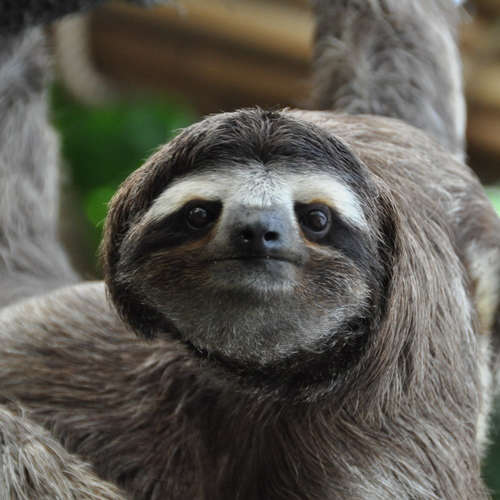 Here's how you would defer offscreen images in wordpress without a plugin. WordPress Plugin: Disable Lazy Load | Perishable Press