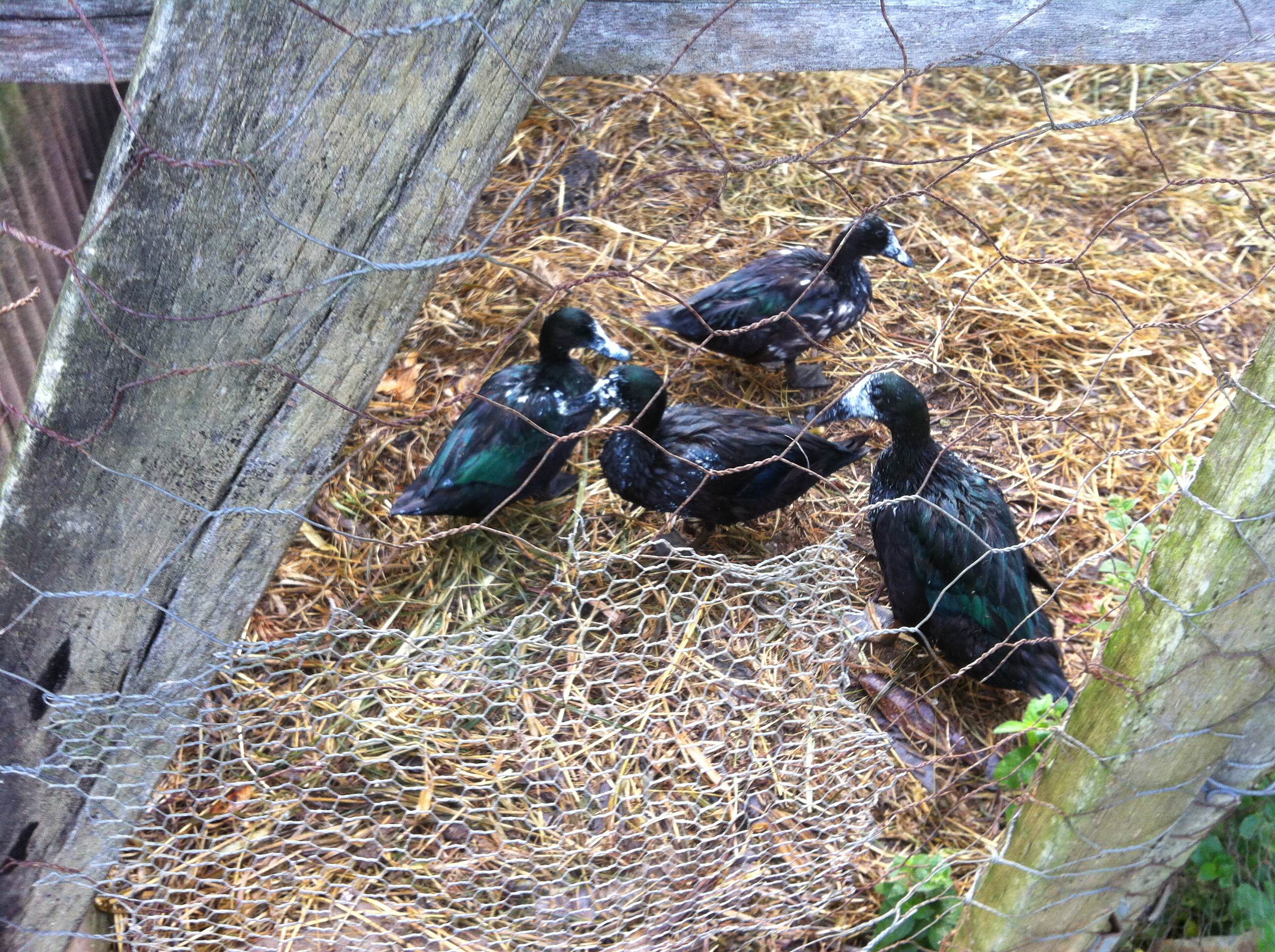 Duck milk moe PermEco Inc.