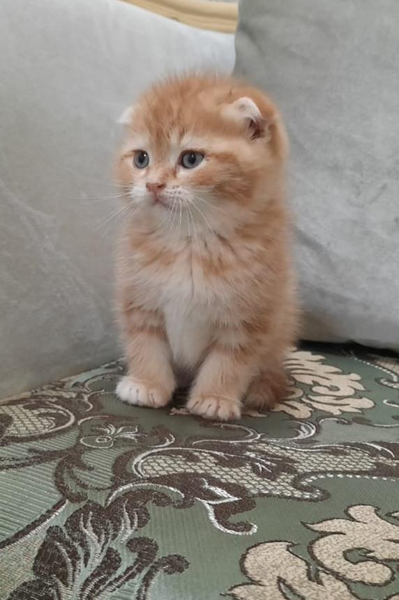 I have both male and female kittens available. ORANGE SCOTTISH FOLD HAIR - Peshi Pets