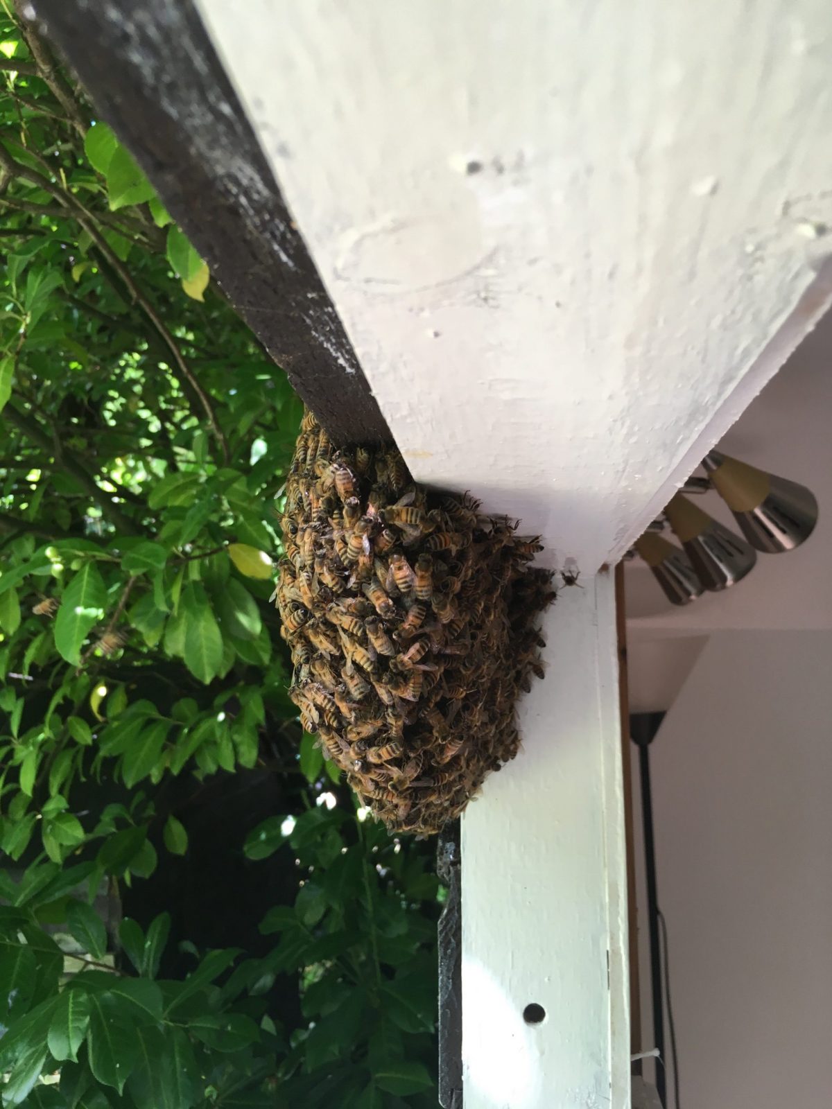 The free honey bee swarm removal service only applies to honey bee swarms in may and june. Bees Removal In Maidstone Honey Bee Removal Bumble Bee Removal