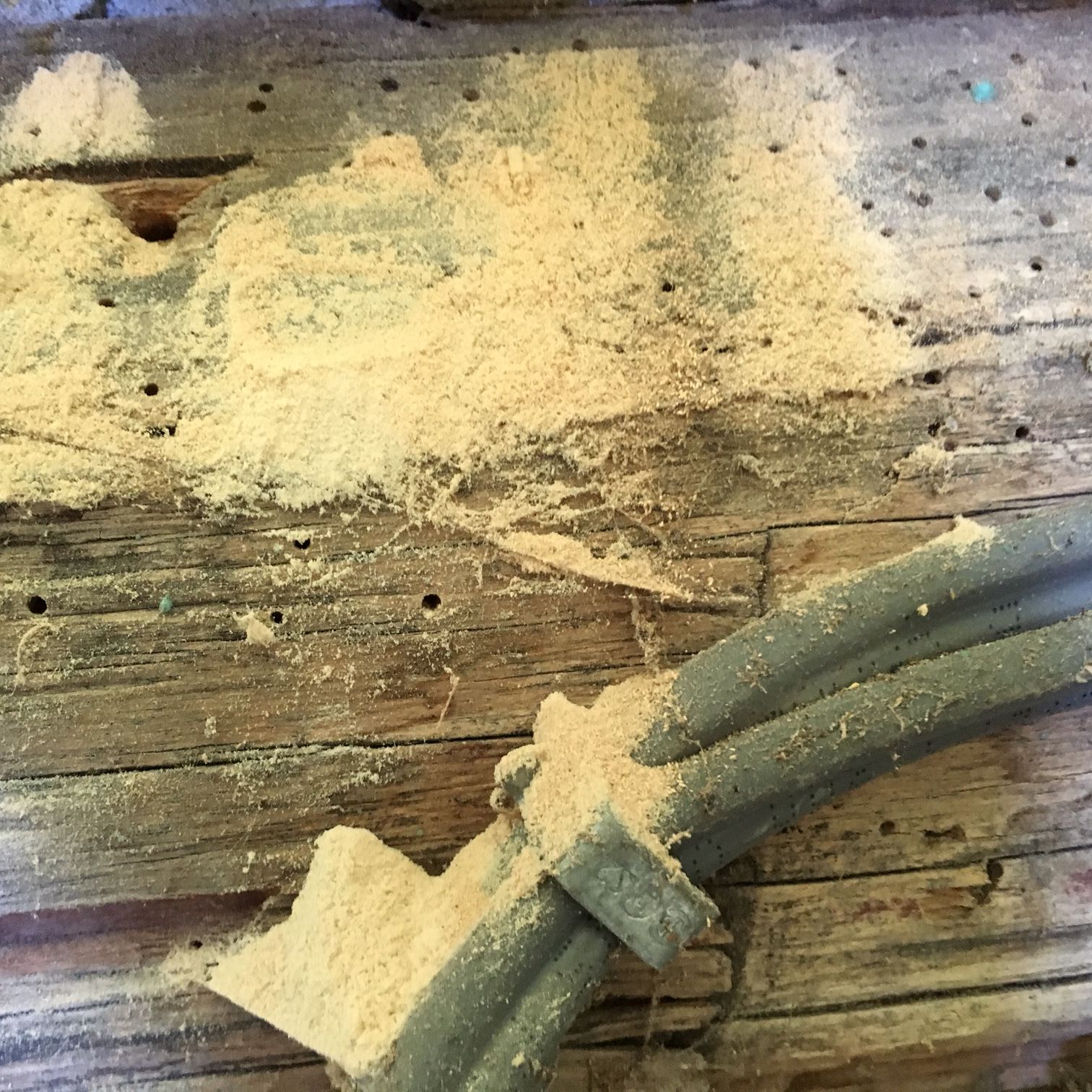 They might look a lot like bumblebees, but they're not. Powder post beetles - PEST CONTROL CANADA