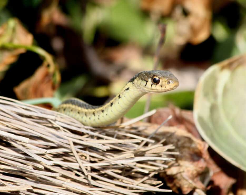 About 7,000 venomous snake bite cases are reported every ye. 7 Things That Attract Snakes To Your Yard How To Fix Them Pest Pointers