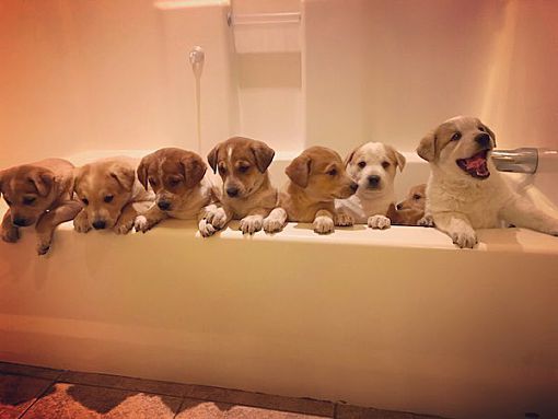 For sale, adorable 6 week old shih tzu pups, born june 20 and ready to go to new homes aug. Golden Retriever Puppies Spokane Washington / Insepawrable