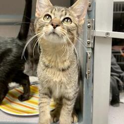 pic Almost Home Humane Society Of North Central Iowa Photos adopt a pet com