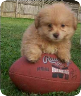 Chow Chow Japanese Spitz Shih Tzu Mix