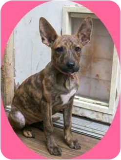 The pit whippet is a very rare mixed dog breed that combines the famous whippet and a pitbull together. Randolph Nj Pit Bull Terrier Meet Zebra A Pet For Adoption Adoptapet Com