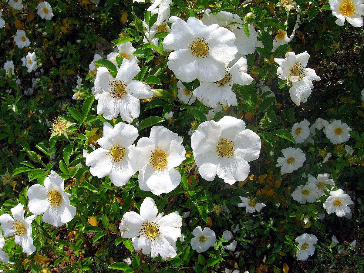 Cherokee indians widely distributed the plant; Rose Cherokee Rose