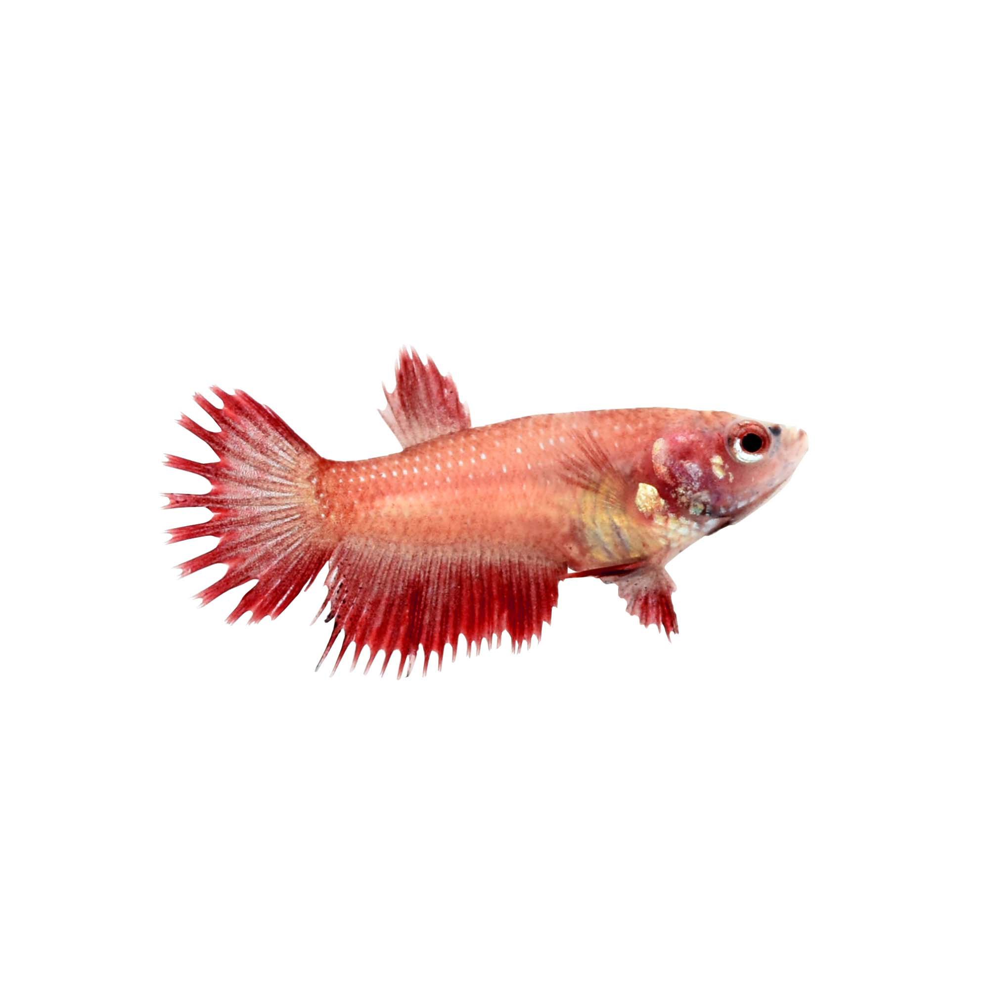 It's tempting to believe you know everything about your furry, feline friend(s). Red Female Crowntail Betta Fish | Petco