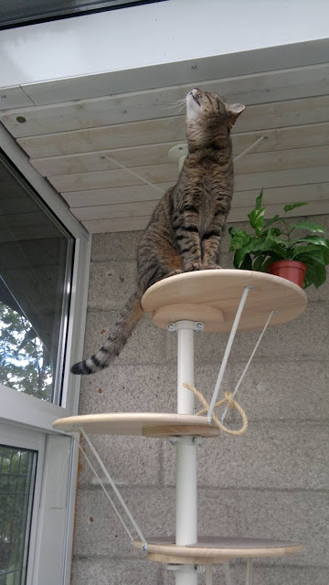 Pottery barn's head of product design and development talks us through how to achieve ultimate comfort at home—and it all starts with a timeless base. DIY Stolmen Cat Ladder - petdiys.com