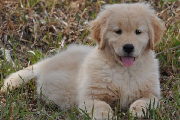 golden retriever puppy