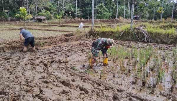 Satgas TMMD Gunakan Pacul Olah Lahan Pinggir dan Pojok Sawah, Kodim Tapsel  - PETISI.CO