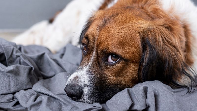 Nun wurde diese analyse auf 29 weitere hunderassen ausgedehnt. Kastrationschip fÃ¼r Hunde - Petlindo