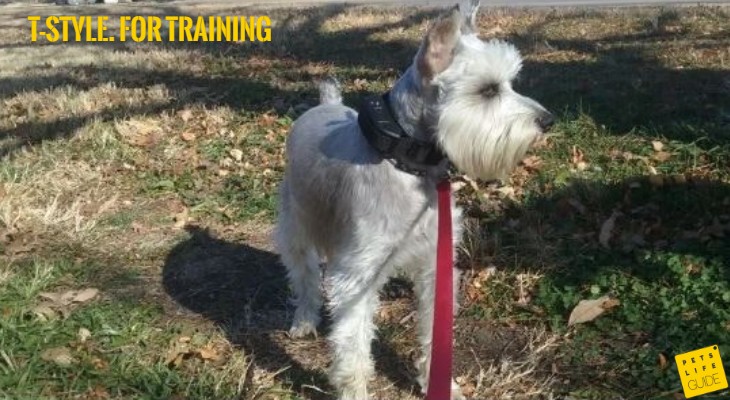 best collar for miniature schnauzer