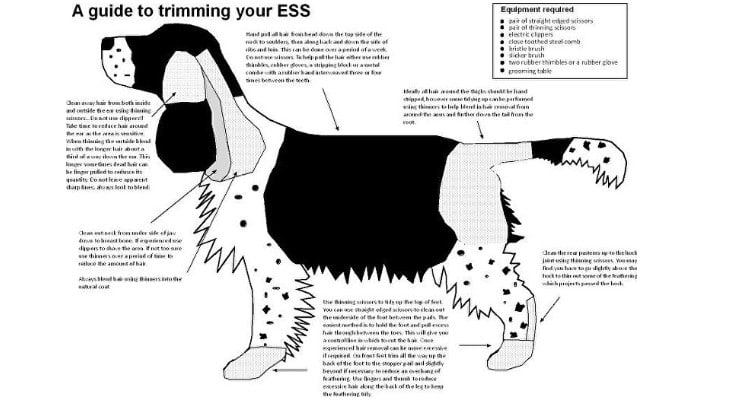 english springer spaniel haircut