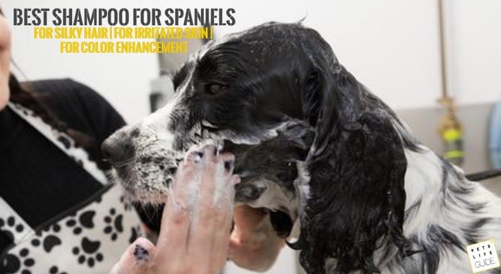 best dog shampoo for cocker spaniels