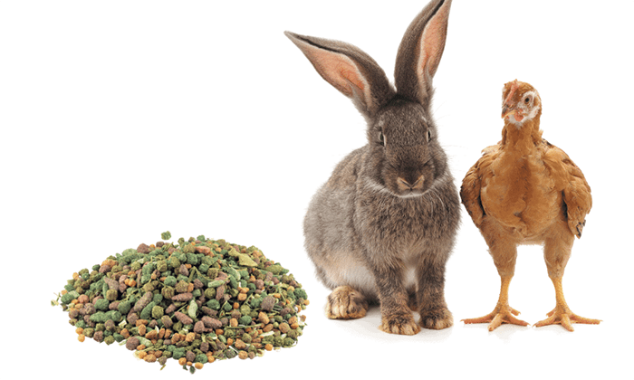 Can Chickens Eat Rabbit Food?