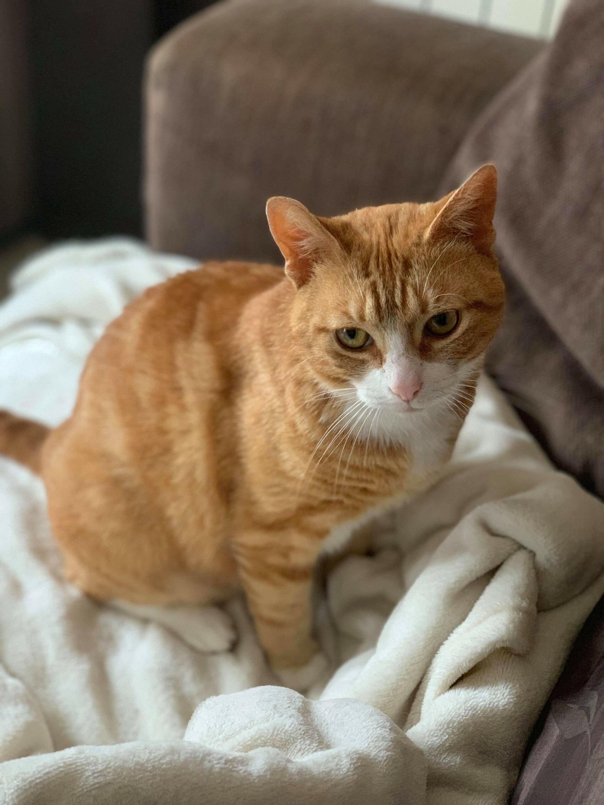 Chat perdu / chat trouvé – PFDUA