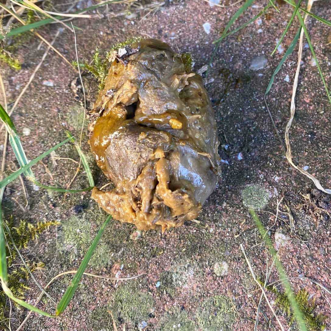 Neulich war ich ein bisschen verstopft und da kam statt stuhl auf dem klo zusammen mit viel luft auch eine nur hellbrauner schleim raus. Hellbrauner Stuhlgang Hund - Hellbrauner Hund Stockfotos Und Bilder Kaufen Alamy : Hallo ich bin