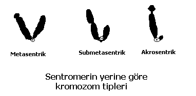 STRUKTUR-FUNGSI SENTROMER DAN TELOMER | Phephy’s Weblog