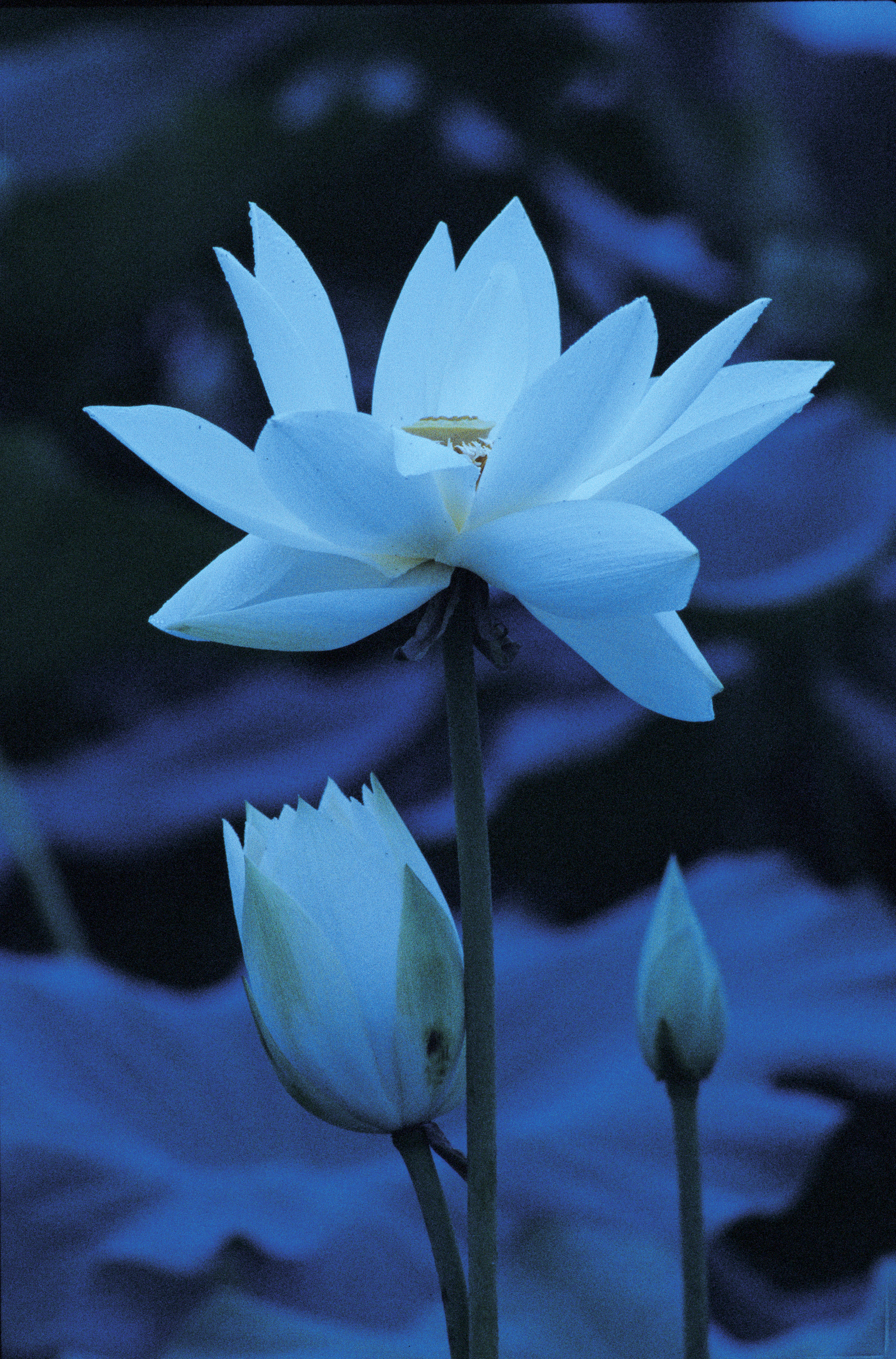 値下げです 内藤忠行 Blue Lotus 値下げです 内藤忠行 Blue Lotus
