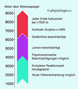 Die zeitreserve bis zum eintritt der bewusstlosigkeit ist in tabelle 1 dargestellt . HÃ¶he, Tiefe, DruckÃ¤nderungen - Physiologie