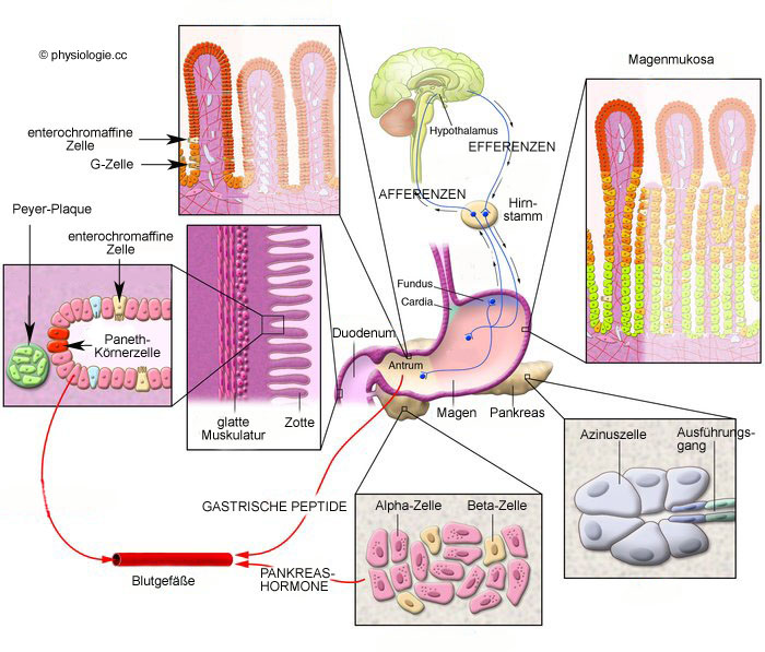 Faex = bodensatz, hefe), wohl im 19. Physiologie Funktion Untersuchung