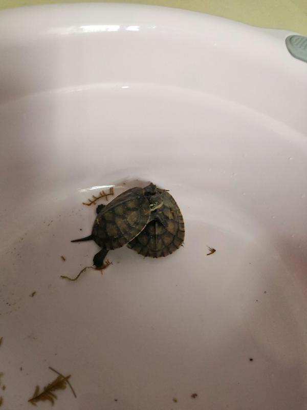 想問小夥伴們，這是什麼龜？怎麼養？