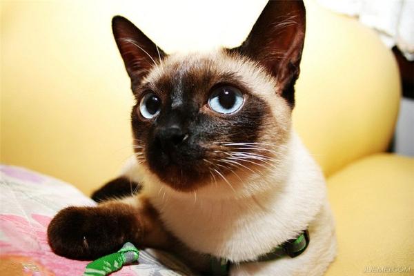 銀漸層英短暹羅貓?