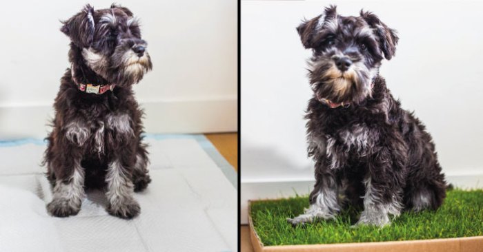 Piddle patch net worth forbes