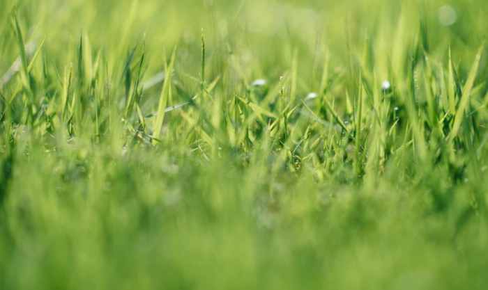 Piddle patch net worth forbes