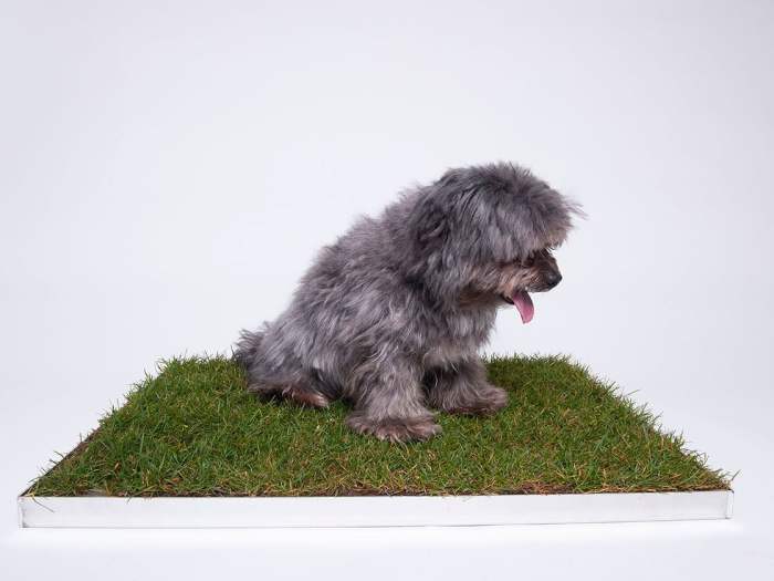 Piddle Patch Net Worth 2022, Founder, Company Profile, Valuation ...