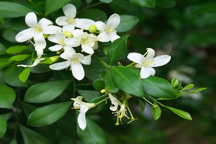 Nah, apa saja khasiat daun kemuning yang bisa anda nikmati? Enam Fakta Daun Kemuning Bagi Kesehatan Pidjar Com