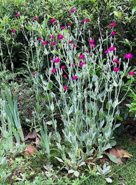 I clearly remember what would be my. Rose Campion Piedmont Master Gardeners