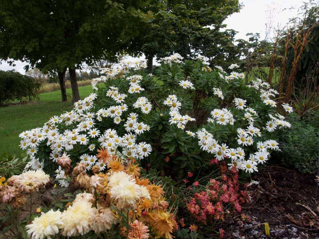 Autumn’s White Bloom: A Celebration Of Fall’s Floral Beauty