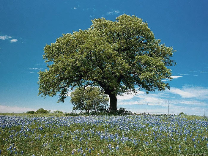 как нарисовать туман в фотошопе